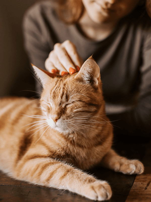 Gato siendo acariciado